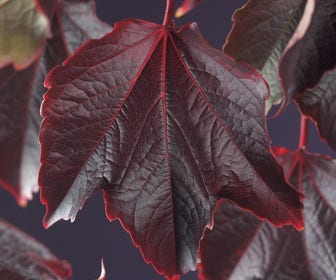 Wingerd (Parthenocissus tricuspidata 'Veitchii')