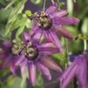 Passiebloem (Passiflora 'Amethyst')