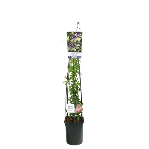 Passiflora ‘Damsel’s Delight’ 50/60