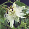 Passiebloem (Passiflora 'Constance Elliott')