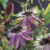 Passiebloem (Passiflora 'Victoria')