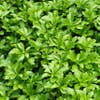 Pachysandra (Pachysandra terminalis 'Green Carpet')