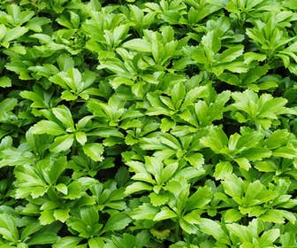Pachysandra (Pachysandra terminalis 'Green Carpet')