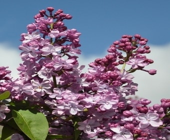Sering (Syringa vulgaris 'Paul Deschanel')