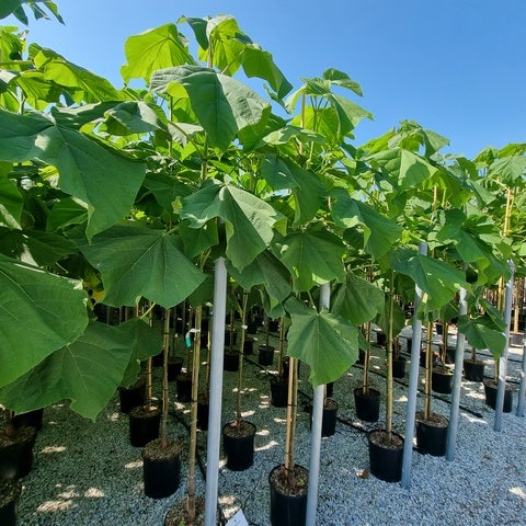 Anna Paulownaboom (Paulownia fortunei 'Fast blue')