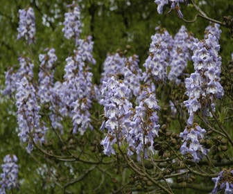 Anna Paulownaboom (Paulownia tomentosa)