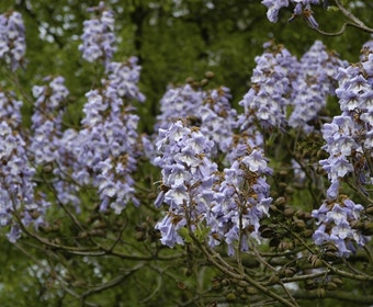 Anna Paulownaboom (Paulownia tomentosa)