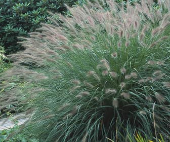 Lampepoetsersgras  (Pennisetum alopecuroides)