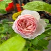 Eetbare roos (Rosa 'Pear') (BIO)