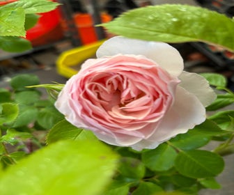 Eetbare roos (Rosa 'Pear') (BIO)