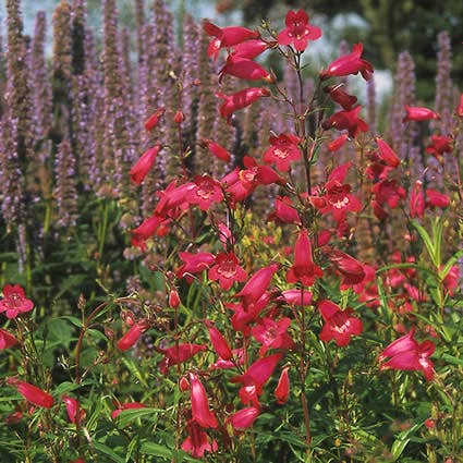 Penstemon 'Garnet, Andenken An F. Hahn'