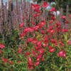 Schildpadbloem (Penstemon 'Andenken an F. Hahn')