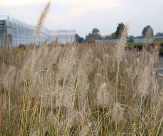 Lampepoetsersgras (Pennisetum alopecuroides 'Hameln') BIO
