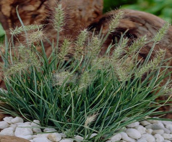 Lampepoetsersgras (Pennisetum alopecuroides 'Little Honey')