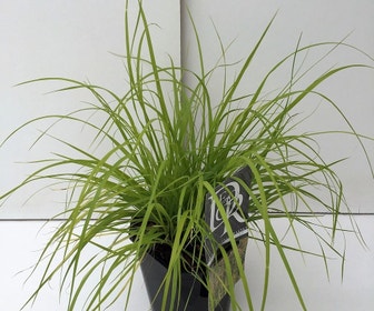 Lampenpoetsersgras (Pennisetum alopecuroides 'Hameln Gold')