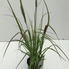 Lampenpoetsersgras (Pennisetum messiacum 'Red Bunny Tails') 
