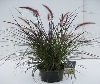 Lampepoetsersgras (Pennisetum 'Rubrum Dwarf')