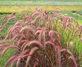 Lampepoetsersgras (Pennisetum advena 'Rubrum')