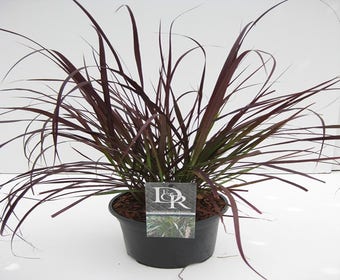 Lampepoetsersgras (Pennisetum 'Summer Samba')