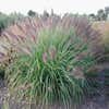 Lampepoetsersgras (Pennisetum alopecuroides 'Red Head') 