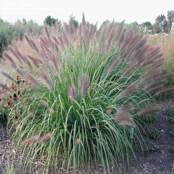 Pennisetum  'Red Head'
