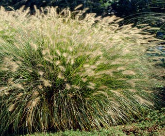 Lampepoetsersgras (Pennisetum alopecuroides 'Hameln')