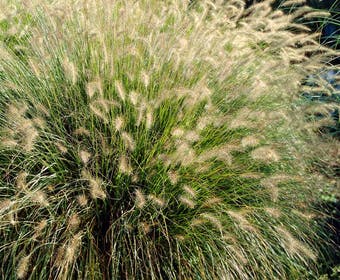 Lampepoetsersgras (Pennisetum alopecuroides 'Hameln')