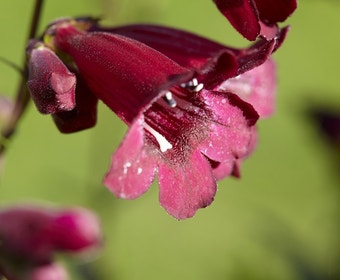 Schildpadbloem (Penstemon 'Rich Ruby')