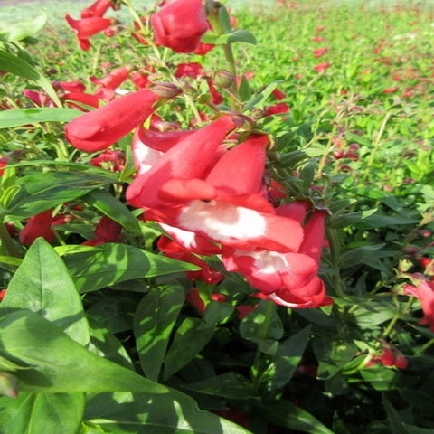 Penstemon rubicunda