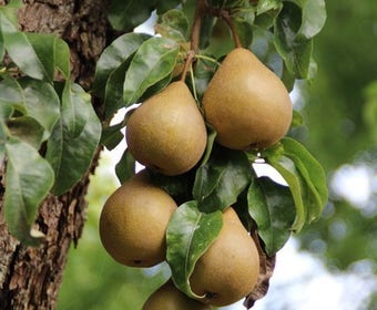 Wilde Perenboom (Pyrus communis)