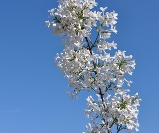 Dwergsering op stam (Syringa persica 'Alba')