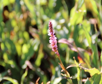 Duizendknoop (Persicaria amplexicaulis 'Pink Elephant')