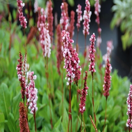 Persicaria affinis 'Superba'