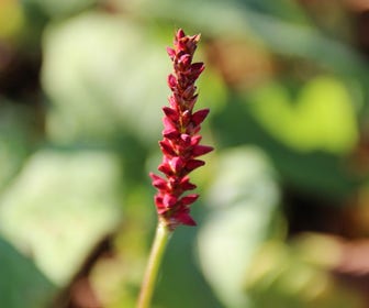 Duizendknoop (Persicaria amplexicaulis 'Fat Domino')