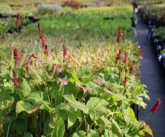 Duizendknoop (Persicaria amplexicaulis 'JS Calor') BIO