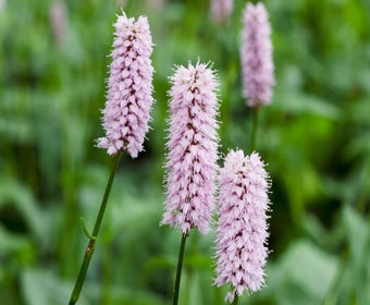 Adderwortel (Persicaria bistorta)