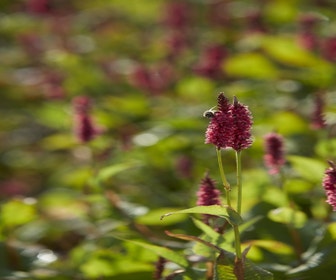 Duizendknoop (Persicaria amplexicaulis 'JS Calor')