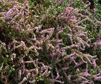 Duizendknoop (Persicaria vacciniifolia)