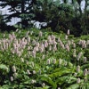 Adderwortel (Persicaria bistorta 'Superba') BIO