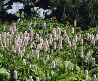 Adderwortel (Persicaria bistorta 'Superba') BIO