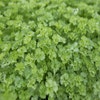 Peterselie (Petroselinum crispum) BIO