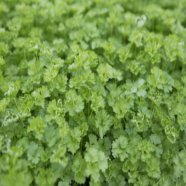 Peterselie (Petroselinum crispum) BIO