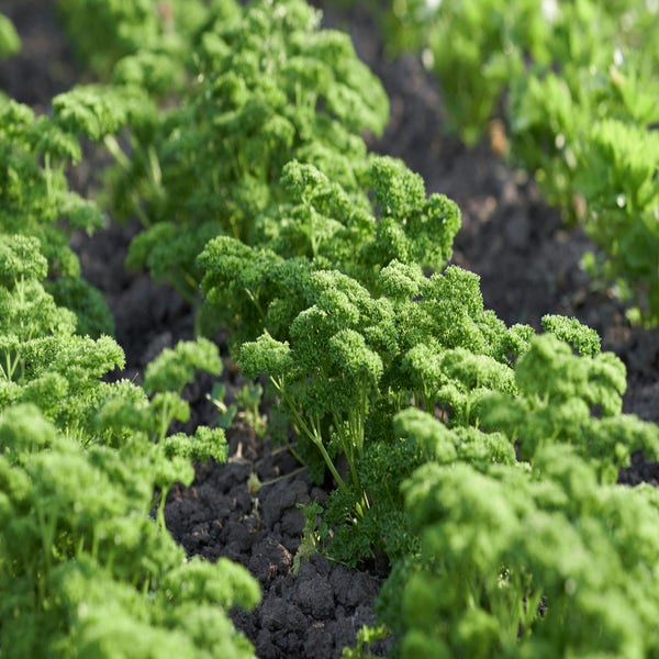 Krulpeterselie (P. crispum var. crispum)
