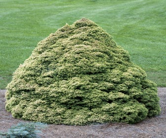 Dwergspar (Picea glauca 'Rainbow's End')