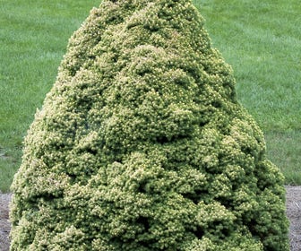 Dwergspar (Picea glauca 'Rainbow's End')