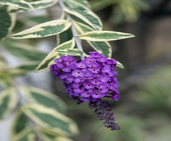 Vlinderstruik (Buddleja davidii 'Harlequin')