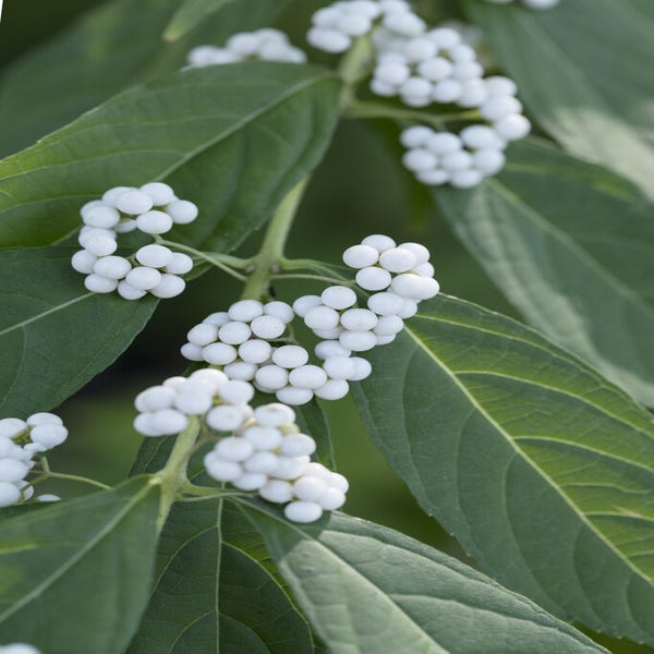 Japanse schoonvrucht (Callicarpa japonica 'Leucocarpa')