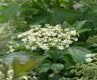 Gelderse roos (Viburnum opulus 'Compactum')