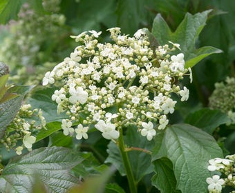 Gelderse roos (Viburnum opulus 'Compactum')
