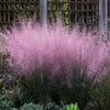 Muhlenbergia (Muhlenbergia capillaris) 